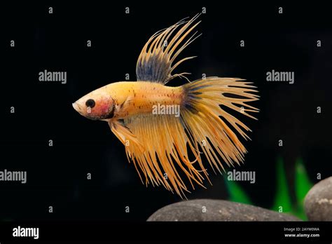 gas fish
